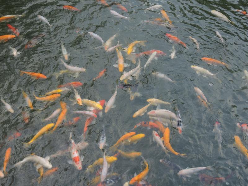 The Millen Penang, Autograph Collection Hotel George Town  Kültér fotó Goldfish